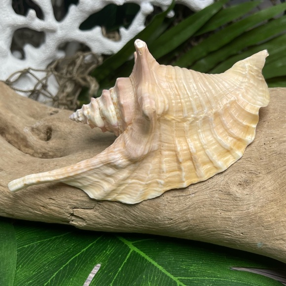 Unique Rare Rooster Tail Conch Seashell Collector Coastal Nautical Display Shell - Picture 5 of 17